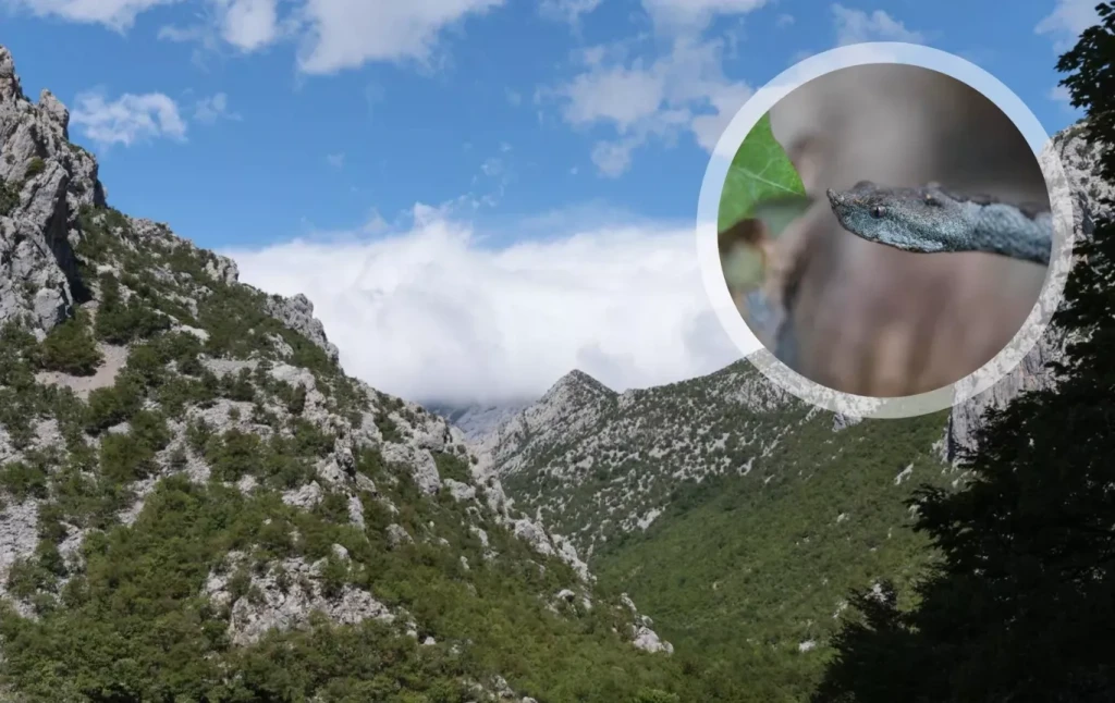 poskok,paklenica,ujed,dječak