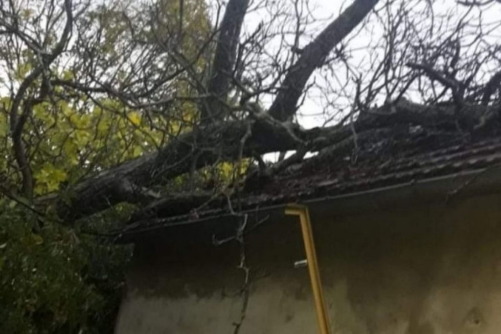 Stolac,stablo,vatrogasci