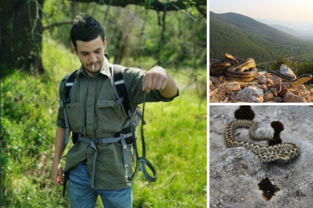 zmije,Hercegovina,stručnjak,poskok,vijesti