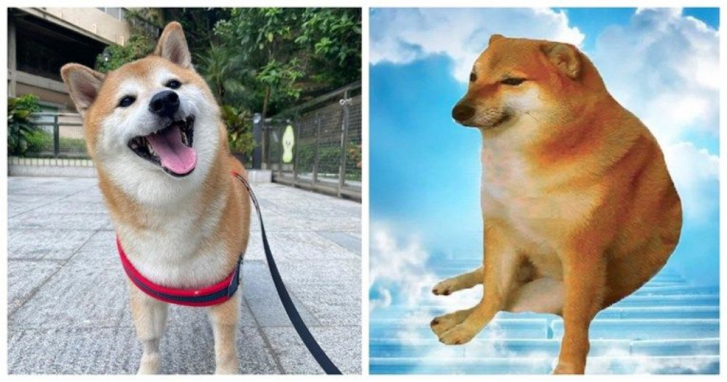 shiba inu