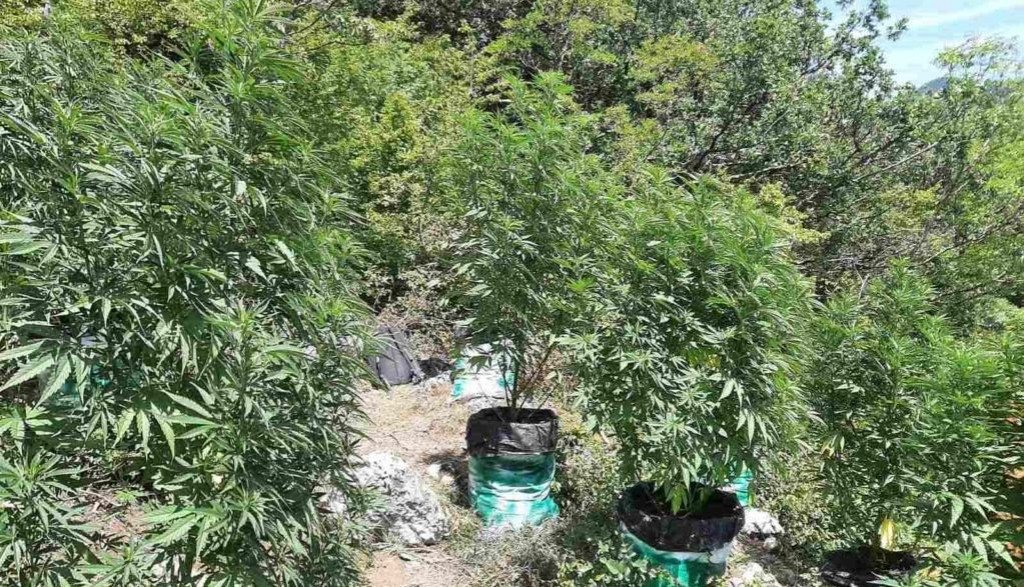 Droga marihuana Konjic