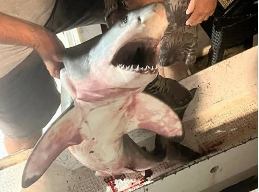 Beba velike bijele psine