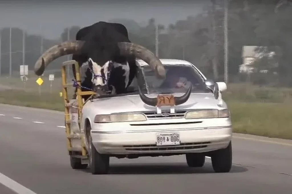 bik,automobil,vožnja