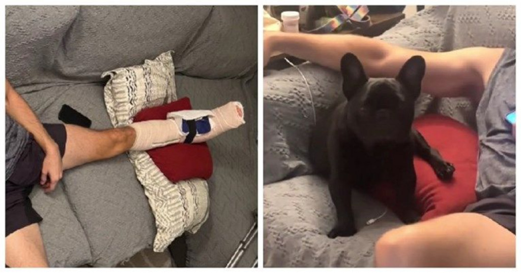 Pas,snimka,viralna snimka,vlasnik