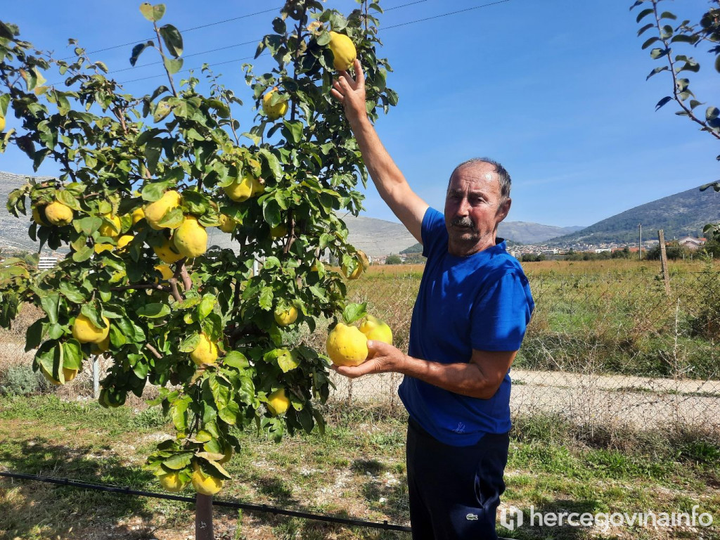 Danilo Škero, uzgajivač dunja iz Trebinja