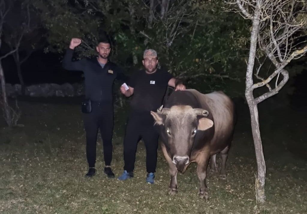 Jure Petrović iz Rakitna prodao bika Ronalda za 23.000 eura