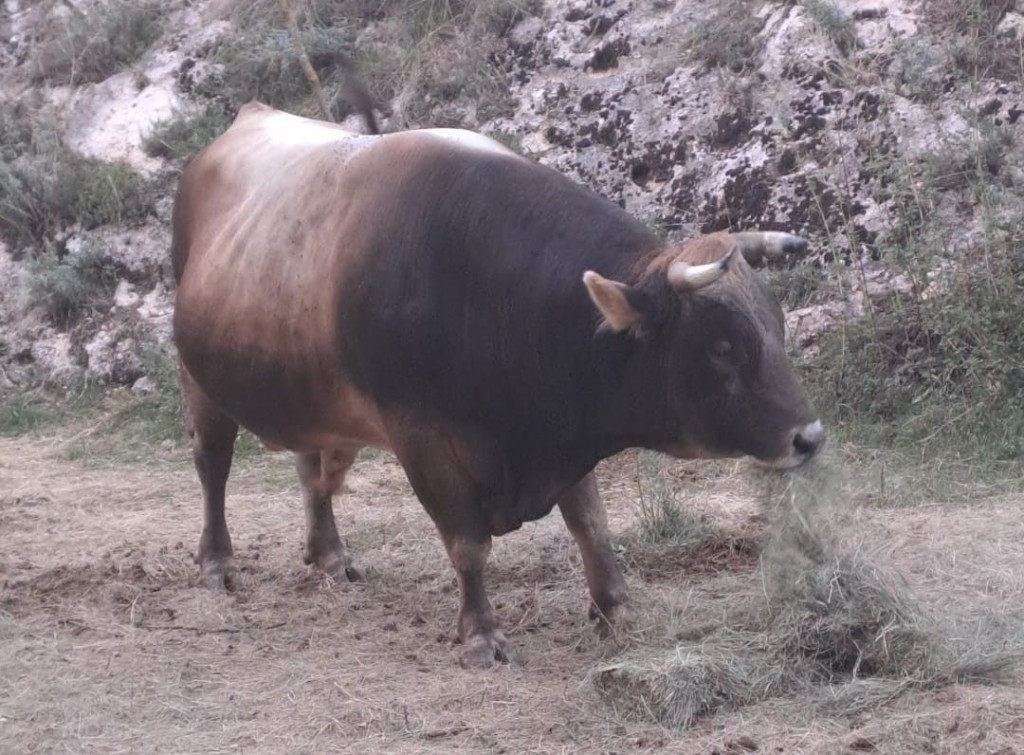 Jure Petrović iz Rakitna prodao bika Ronalda za 23.000 eura