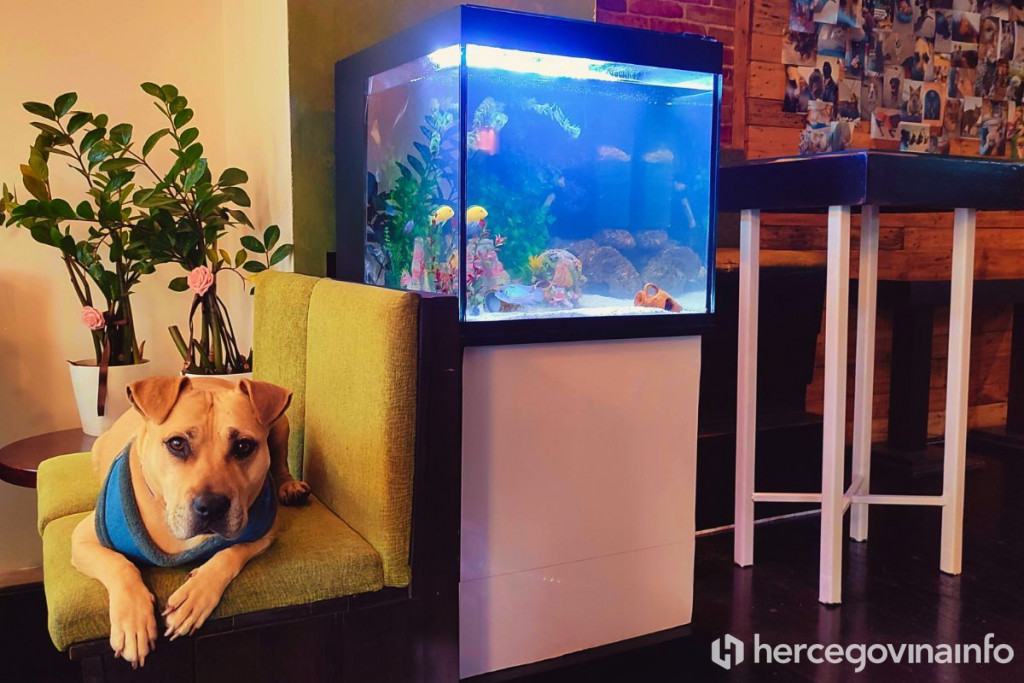 Kafić za pse Beta Mostar