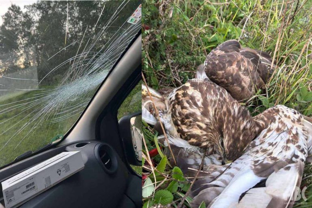 Vozaču iz Hercegovine na autocesti kod Bosiljeva orao krilaš se zabio u vjetrobransko staklo automobila