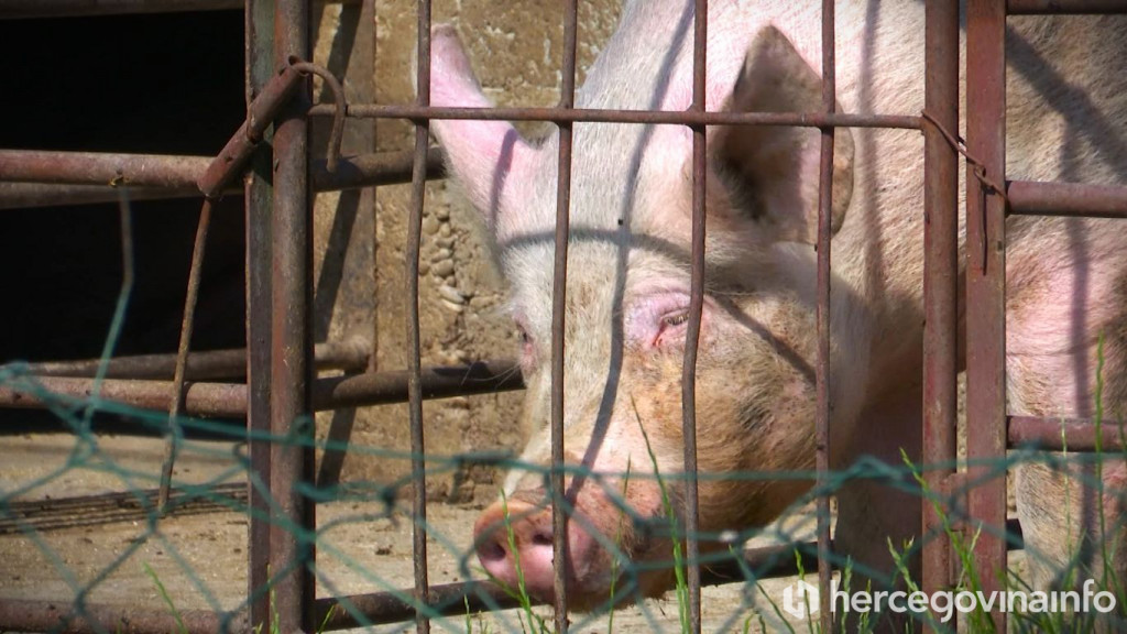 Svinjska kuga u istočnoj Hercegovini, najveći broj slučajeva u Nevesinju