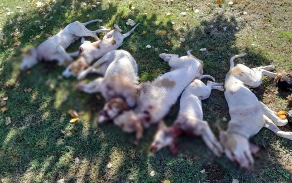 Ubijeni psi u Širokom Brijegu