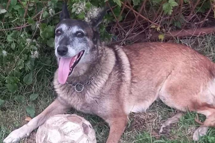 pas vatrogasne postrojbe čapljina