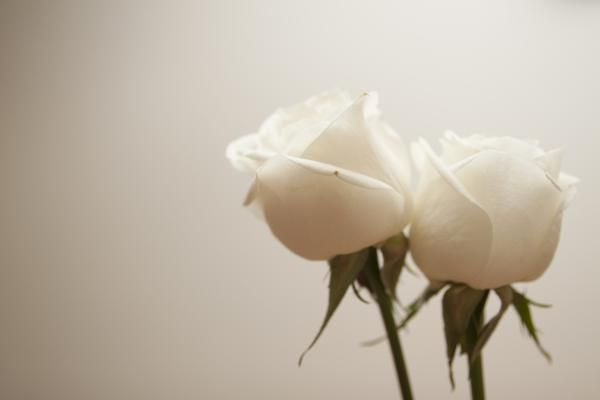 bijele ruže