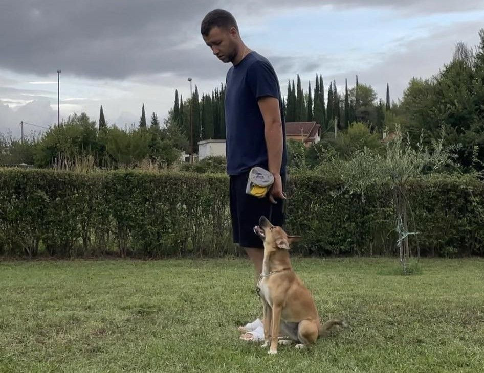 Odak dresura pasa Čitluk