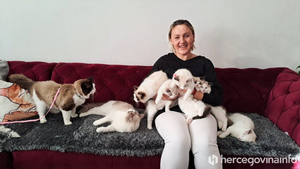 Selma Hajder Ragdoll mačke