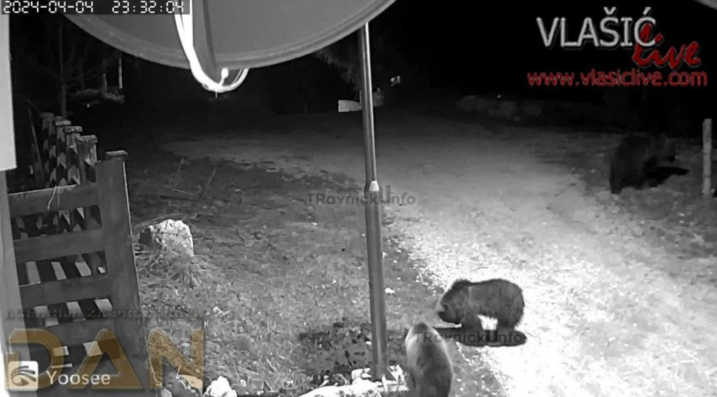 Medvjedi na Vlašiću