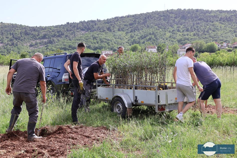 Sadnja Maslina Stolac, Eko park Bartoli
