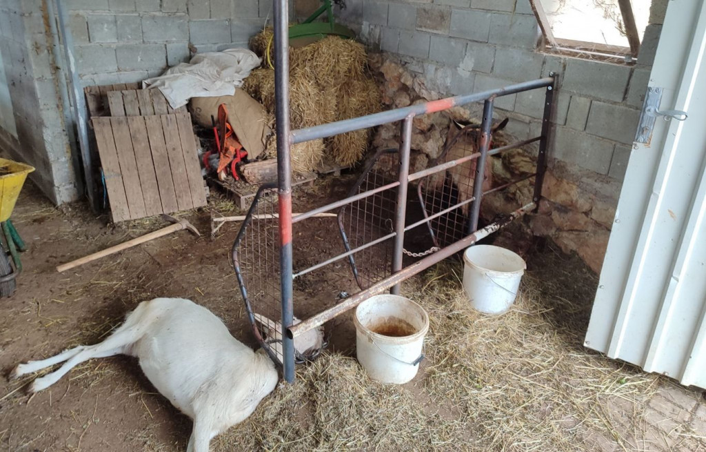 Vuk kod Gruda usmrtio četiri psa i kozu