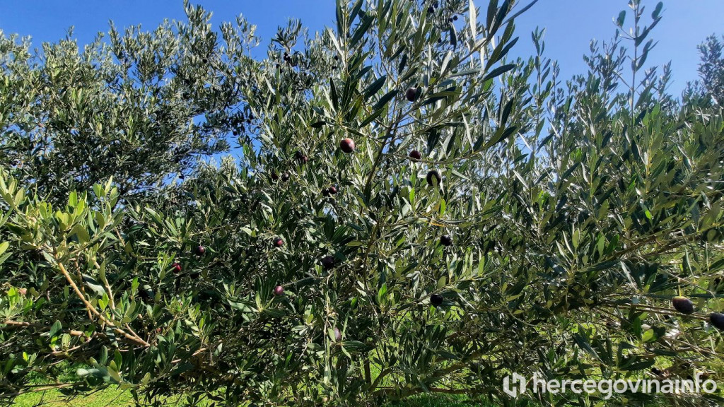 Masline obitelji Vukoje