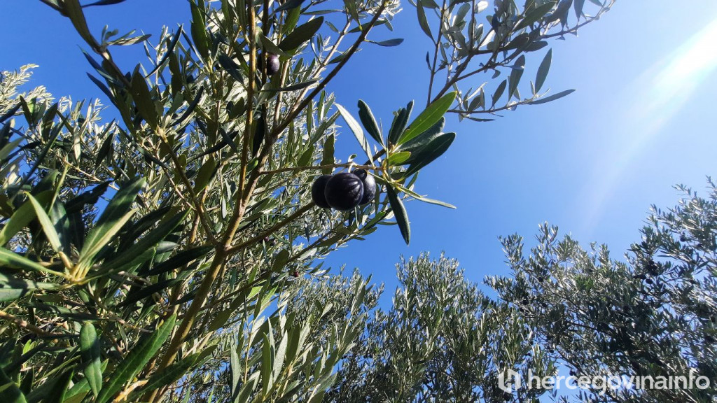 Masline obitelji Vukoje