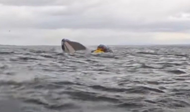 kit progutao i ispljunuo čovjeka