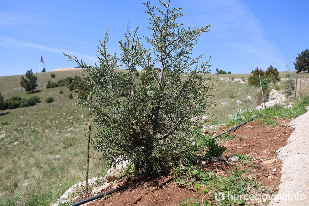 Pošumljavanje Fortica