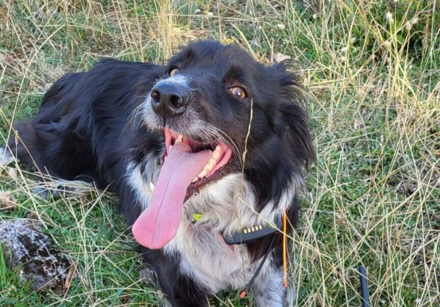 Potražni pas Uma GSS