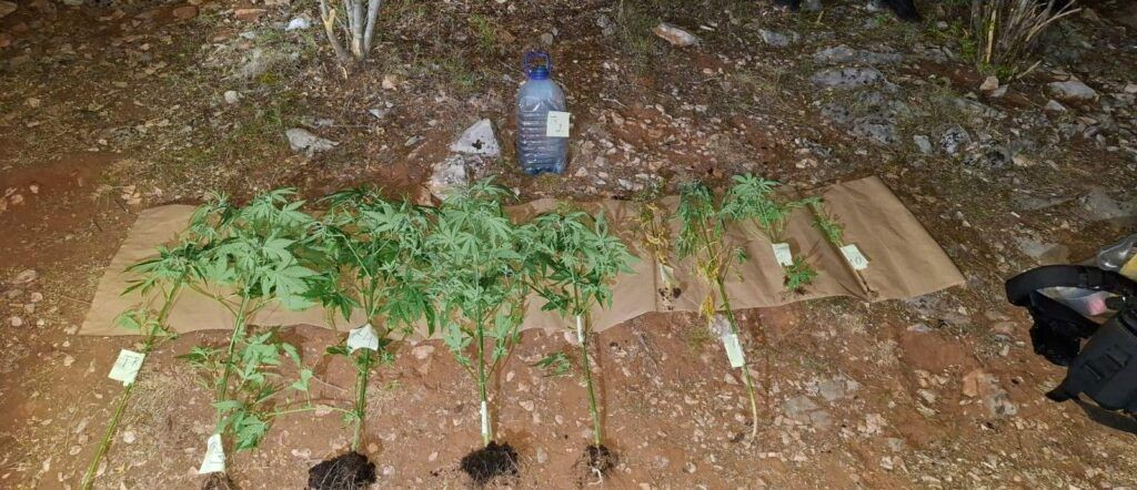 Marihuana u Čapljini