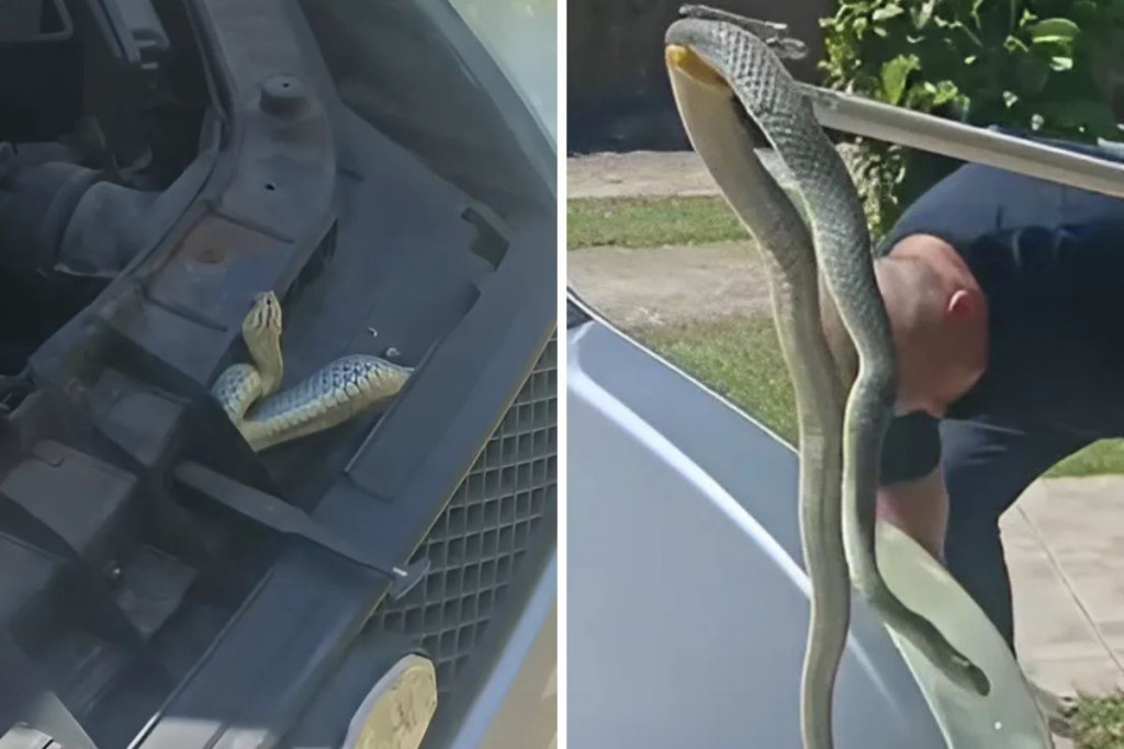 Zmija ispod haube automobila u Čitluku