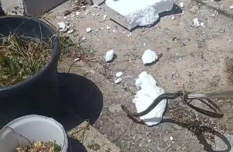 zmija u fasadi kuće