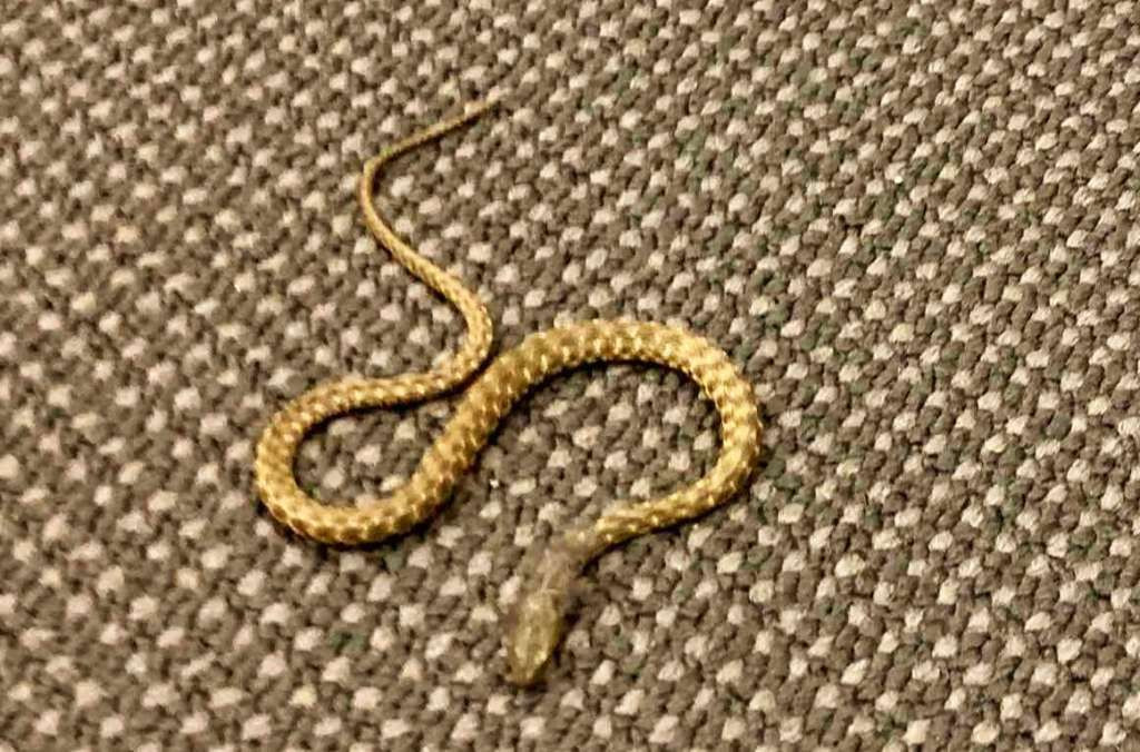 Zmija u Parlamentu FBiH