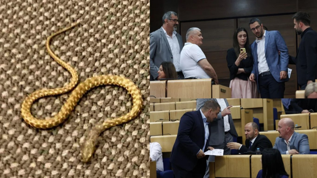 Zmija u Parlamentu