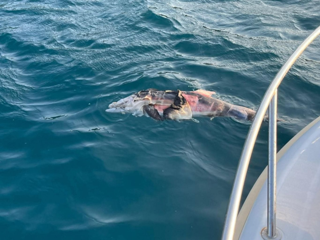 Dupin kod Pelješkog mosta