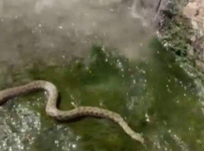 Zmija u Miljacki