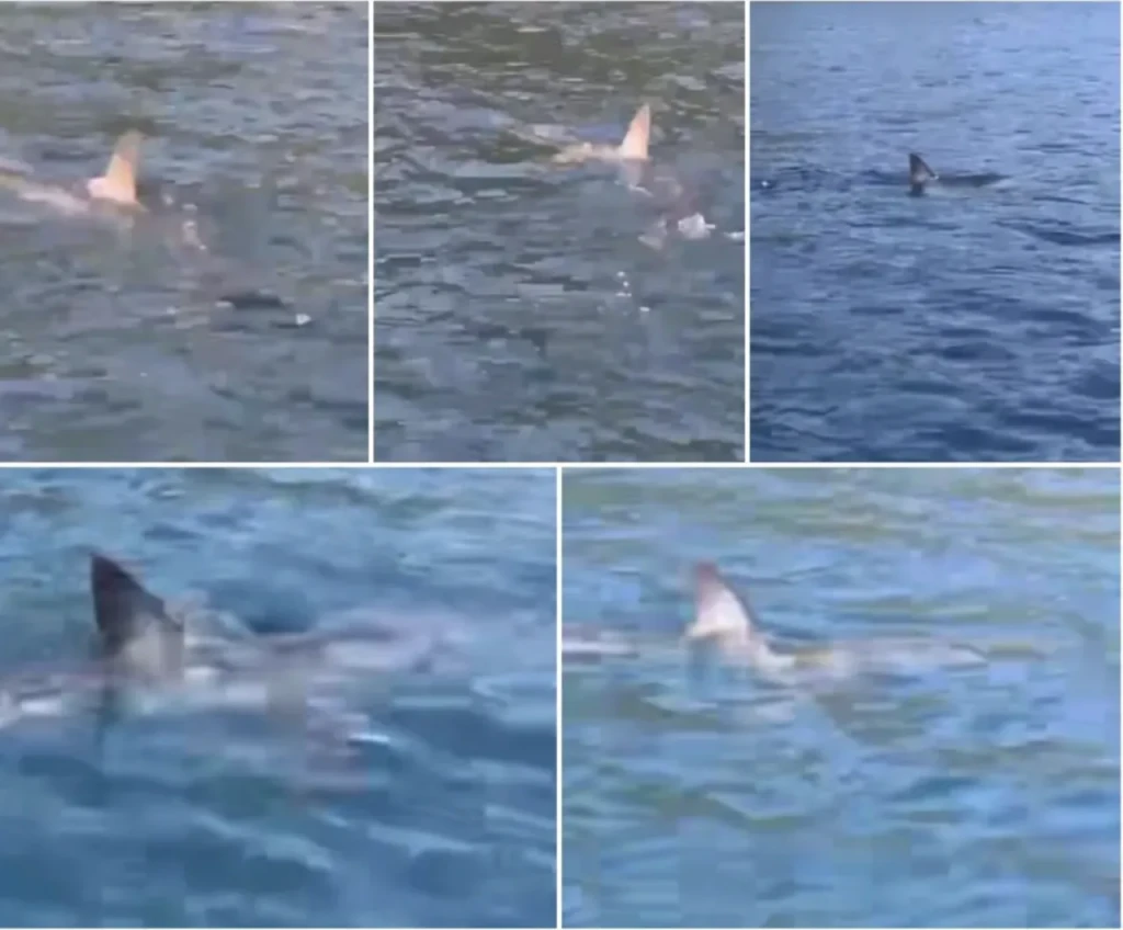 Morski pas kod Šipana