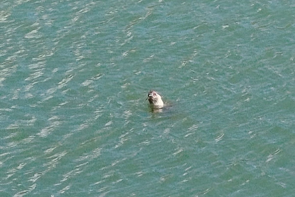 sredozmena medvjedica