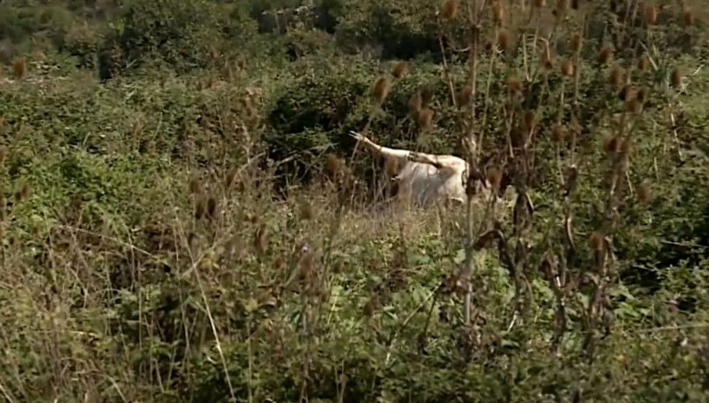 uginule krave Opuzen