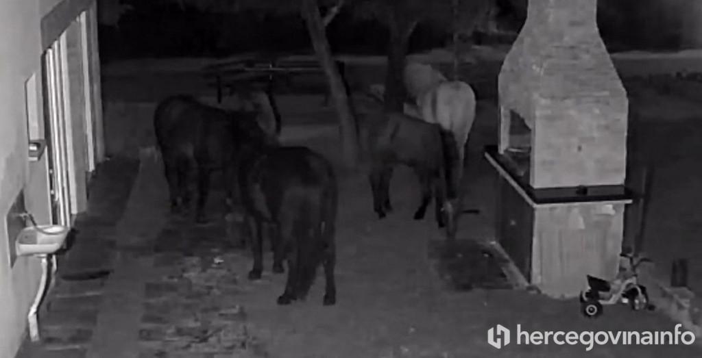 Divlji konji na Bogodolu