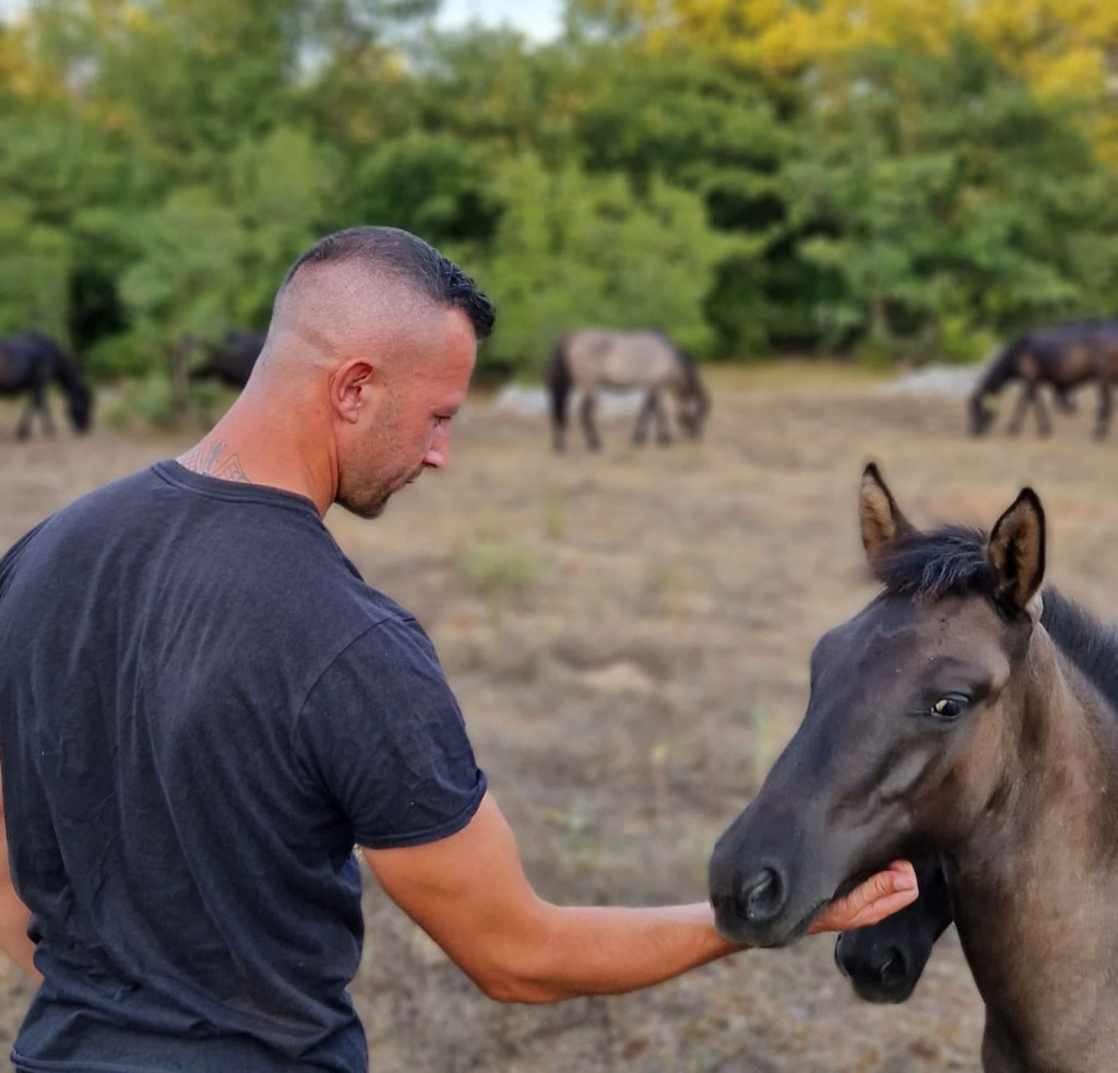 Ergela Šutalo, bosanski brdski konji