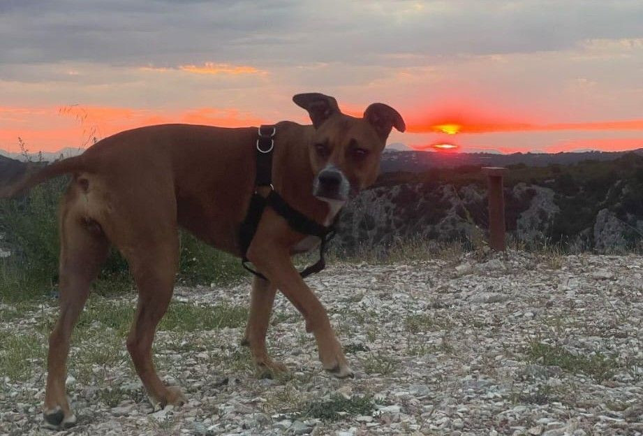 Pas Rea pobjegao nakon nesreće u Pologu
