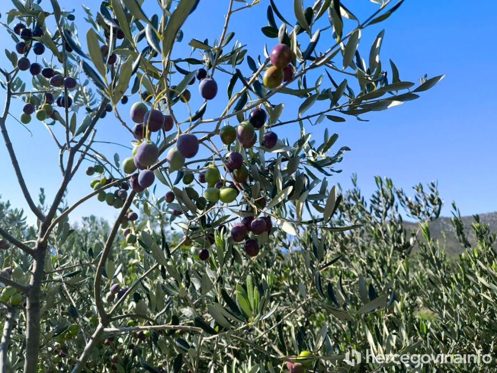 Vremenska prognoza, maslina