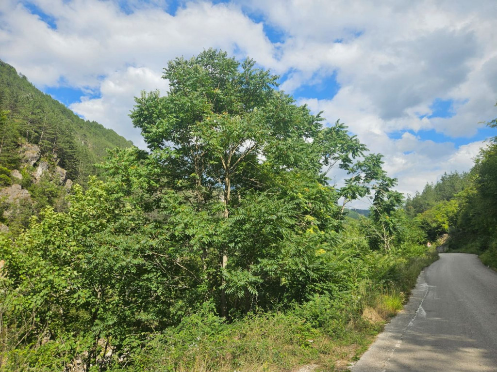 Invazivne vrste konjic