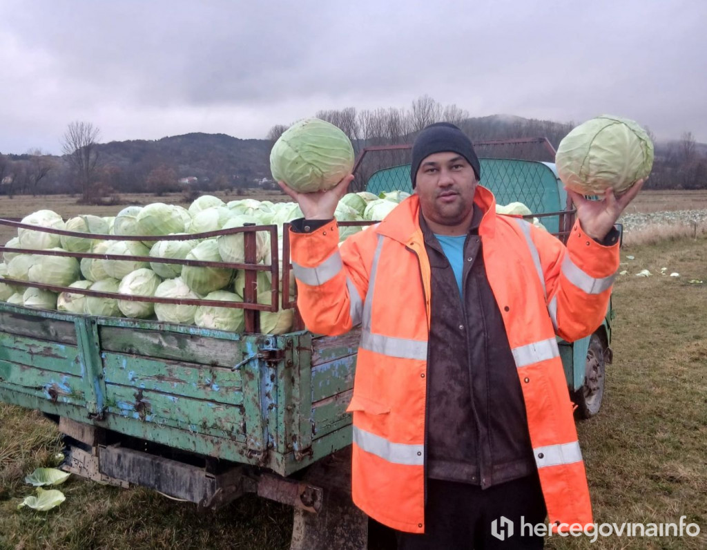 Jure Petrović Rakitno kupus