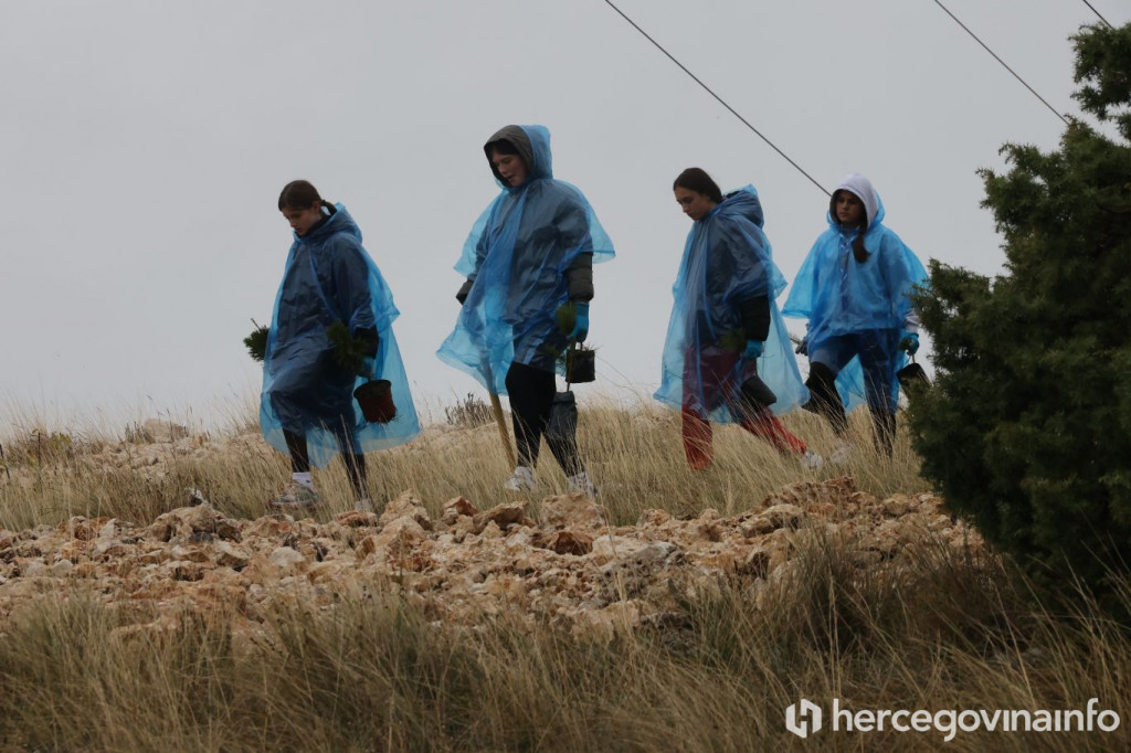 Sadnja drveća Fortica